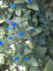 Pentaglottis sempervirens