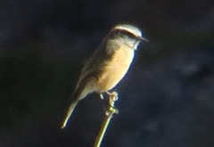 Ochthoeca oenanthoides