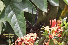 Papilio karna