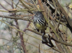 Anairetes flavirostris