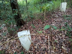 Alpinia caerulea
