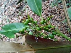 Alpinia caerulea