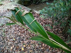 Alpinia caerulea