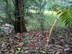 Alpinia caerulea