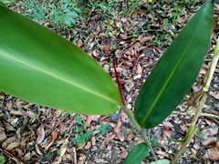 Alpinia caerulea