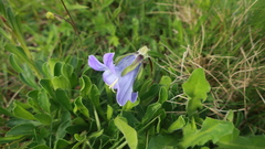 Campanula tridentata biebersteiniana