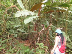Heliconia vellerigera