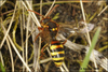 Lathbury's Nomad Bee - Photo (c) Frans, some rights reserved (CC BY-NC-ND)