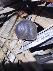 Pommerhelix insularis