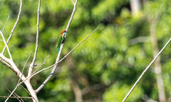 Merops americanus