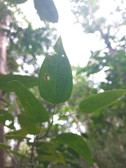 Bauhinia jenningsii