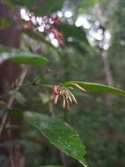 Bauhinia jenningsii