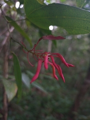 Bauhinia jenningsii