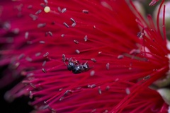 Anthophila