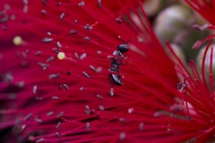 Anthophila