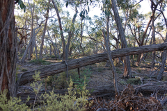 Eucalyptus arenacea