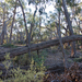 Eucalyptus baxteri - Photo (c) Wayne Martin, algunos derechos reservados (CC BY-NC), uploaded by Wayne Martin