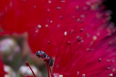 Anthophila