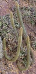 Cleistocactus hyalacanthus