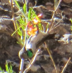 Oreotrochilus leucopleurus