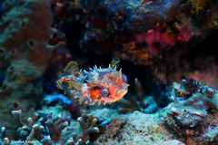 Cyclichthys orbicularis