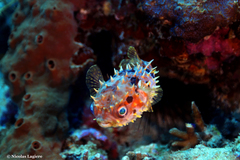 Cyclichthys orbicularis