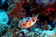 Cyclichthys orbicularis