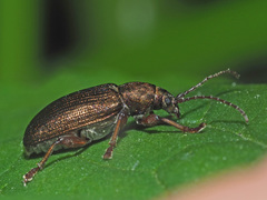 Plateumaris consimilis
