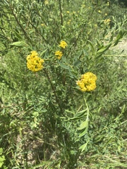 Lasiosiphon macropetalus