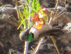 Oreotrochilus leucopleurus