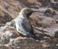 Oreotrochilus leucopleurus