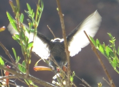 Oreotrochilus leucopleurus