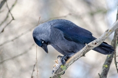 Corvus monedula