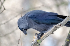 Corvus monedula
