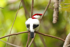 Antilophia bokermanni