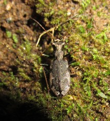 Neocicindela parryi