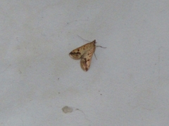 Choristostigma
