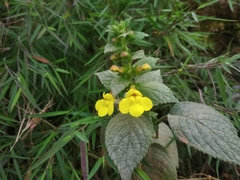 Lindenbergia grandiflora