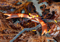 Quadrella serenei