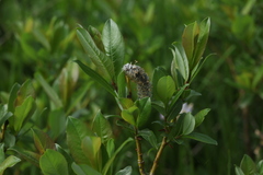Salix apoda