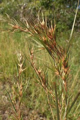 Themeda