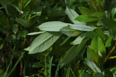 Salix apoda