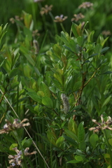 Salix apoda