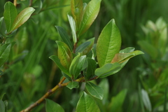 Salix apoda