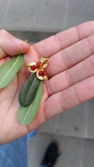 Pittosporum tobira