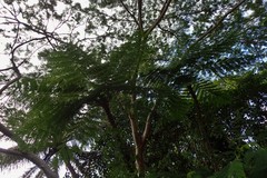 Sphaeropteris