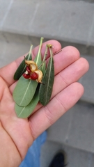Pittosporum tobira
