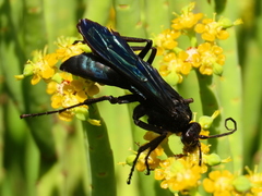Batozonellus fuliginosus