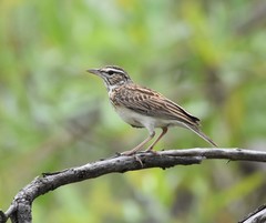 Sabota Lark photo 3