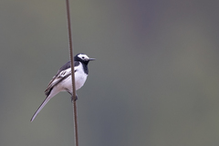 Motacilla alba alboides